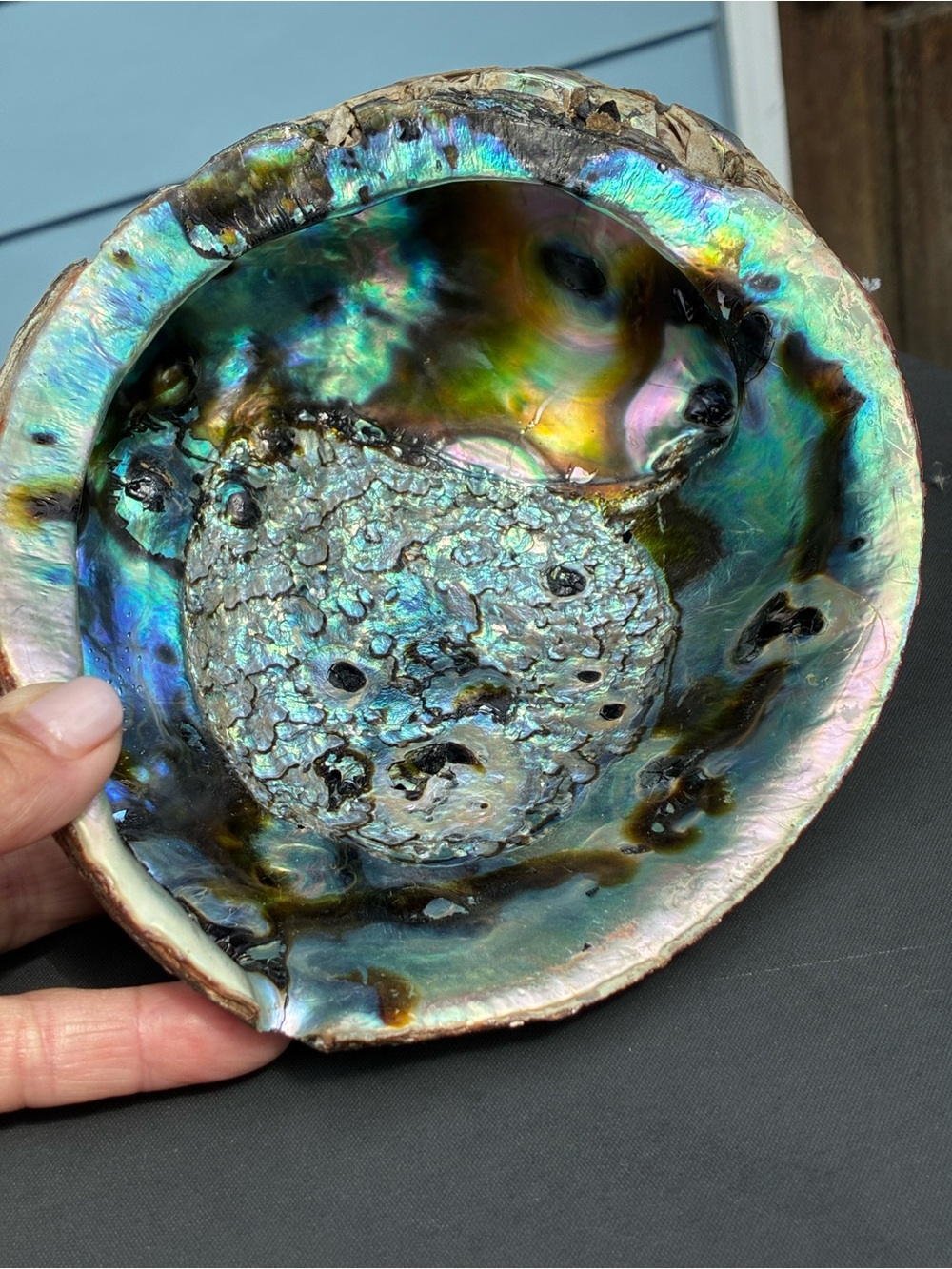 Iridescent Abalone Shell - LG 7” Stunning Turquoise & Gold Mother of Pearl